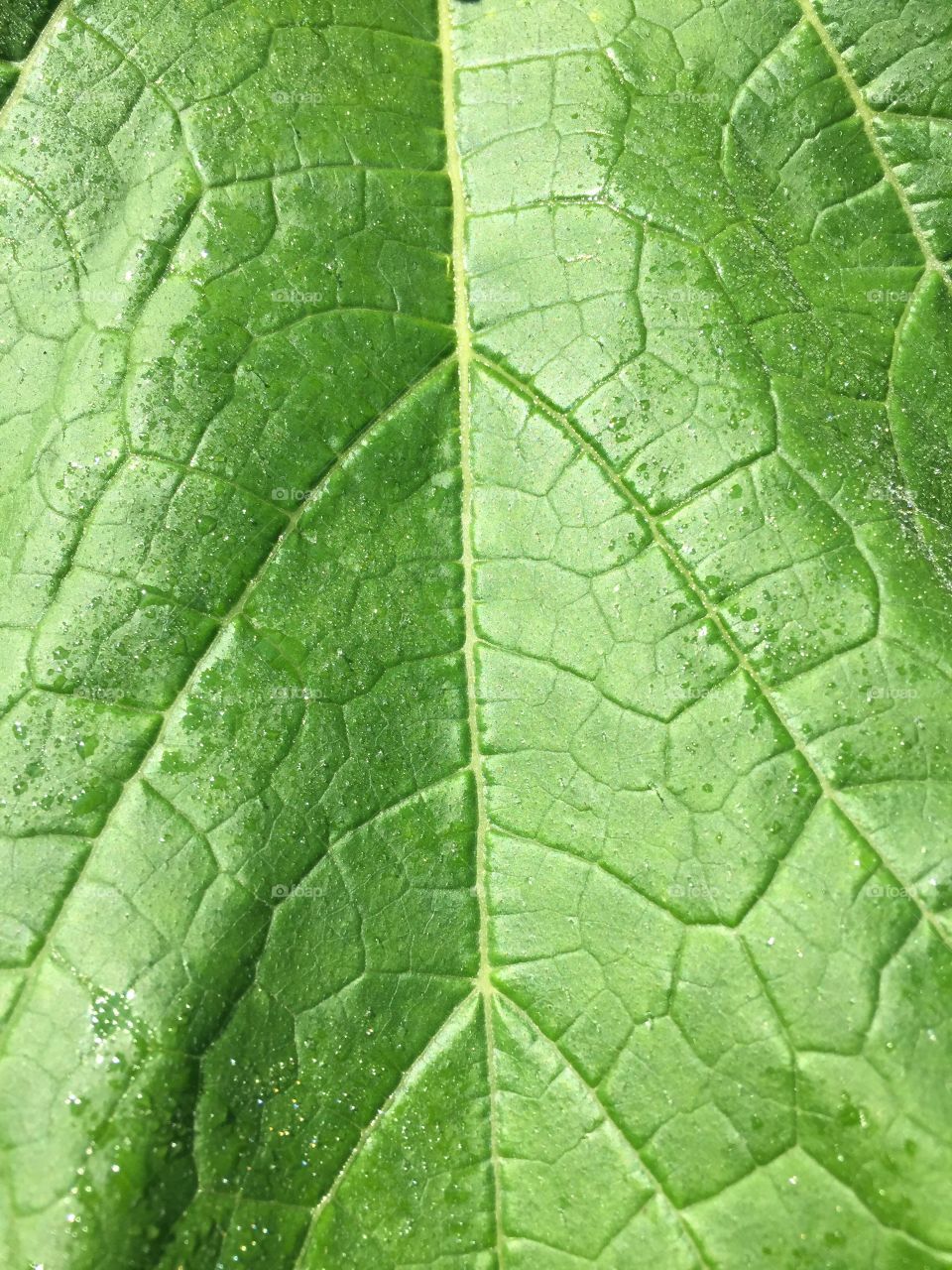 Zucchini leaf