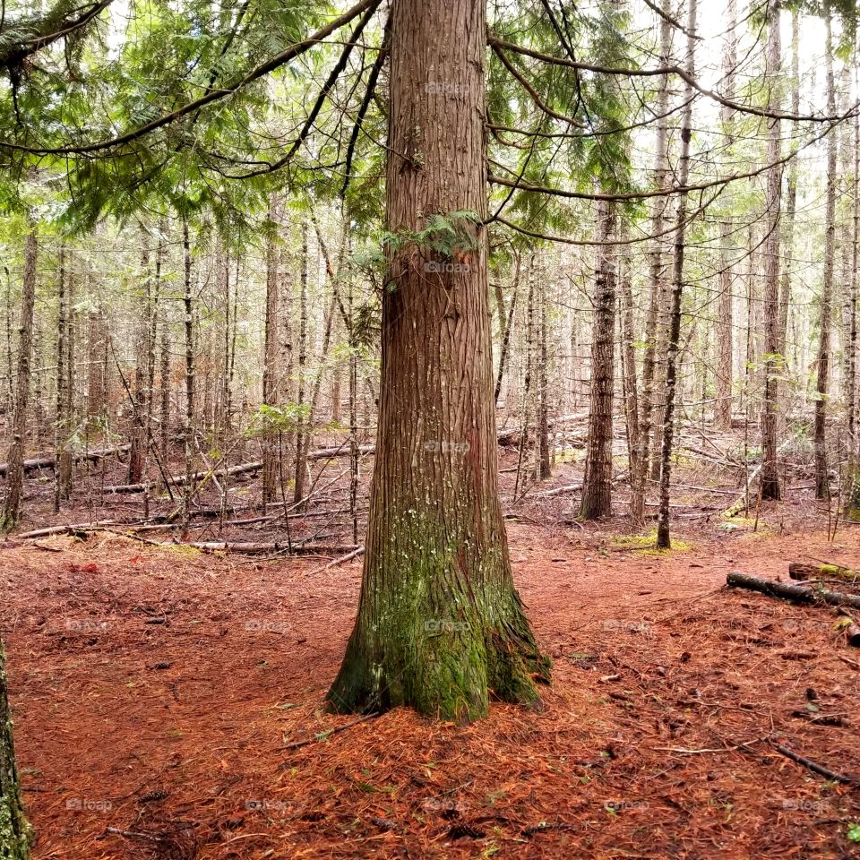 mossy tree trunk in the woods on a spring hike