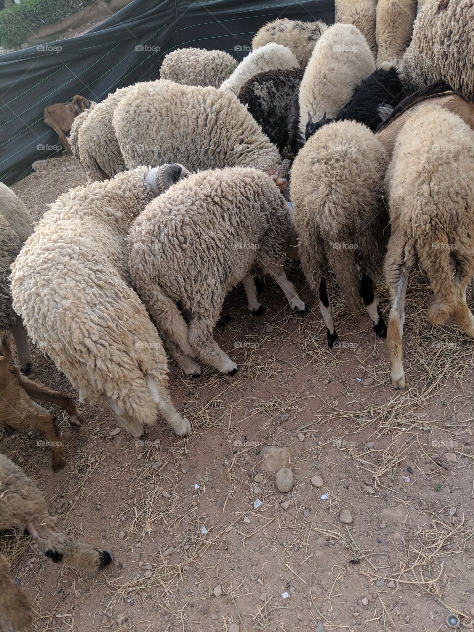 Moroccan sheep