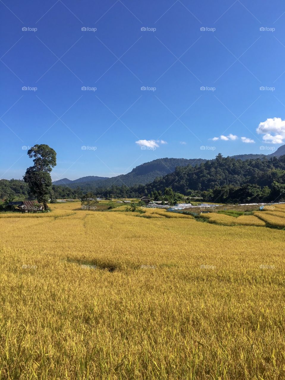 An amazing of my Rice paddy field!