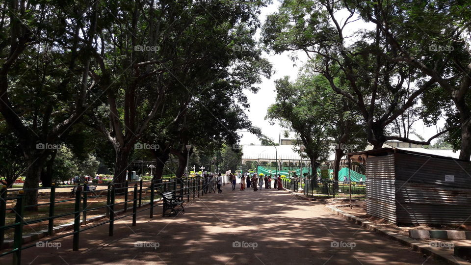 Tree, Road, Environment, Street, Landscape
