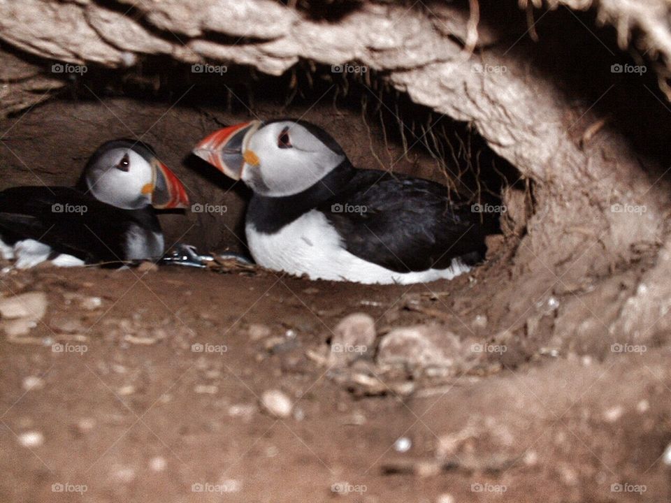 Puffin nest taken from entrance to burrow . Puffin nest taken from entrance to burrow 