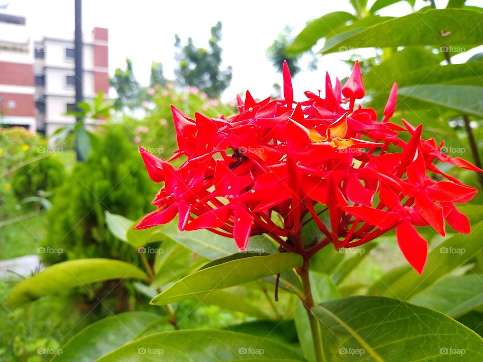 Red Flower