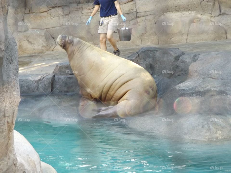 Walrus 