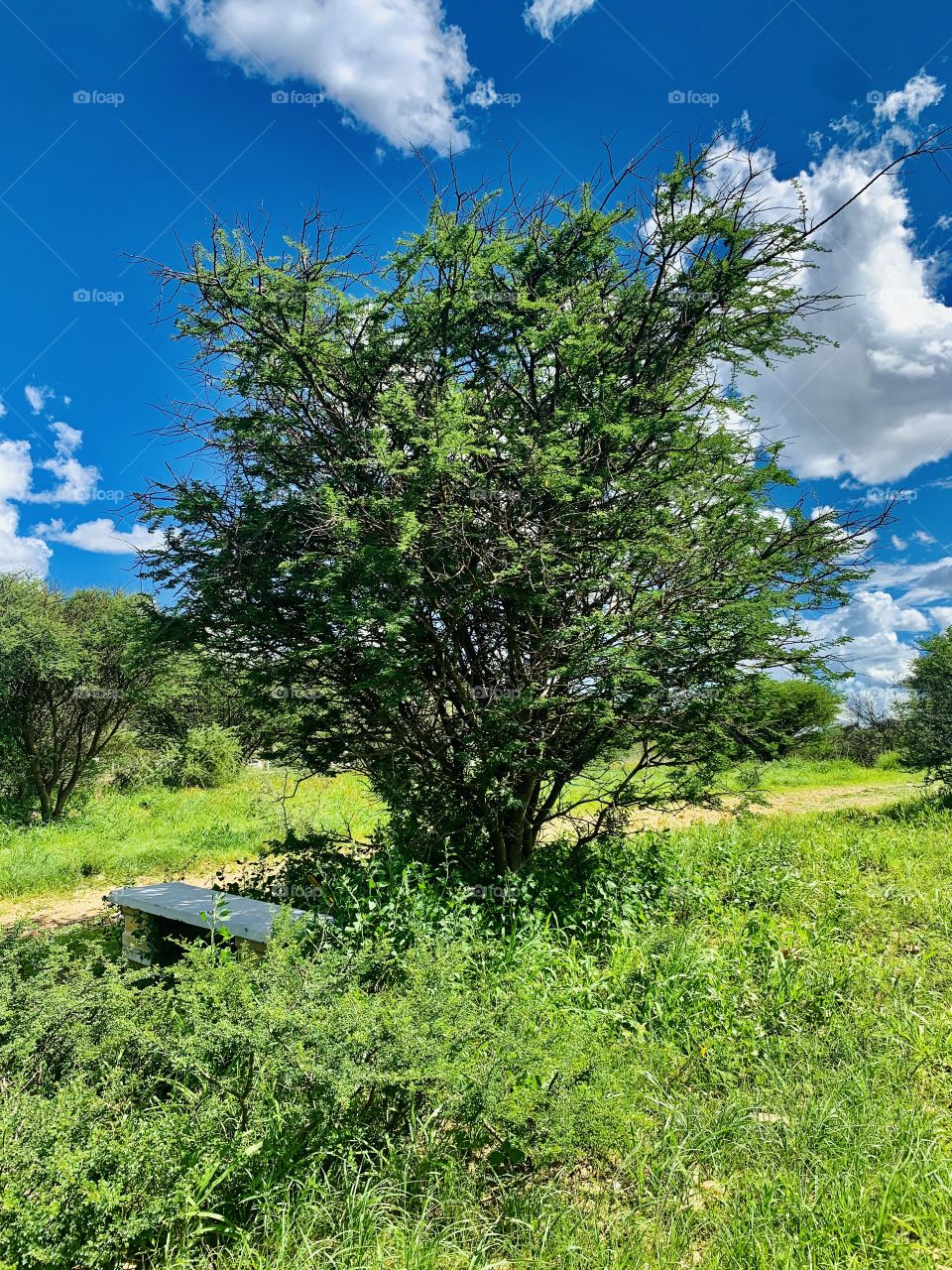 Green vegetation in the park