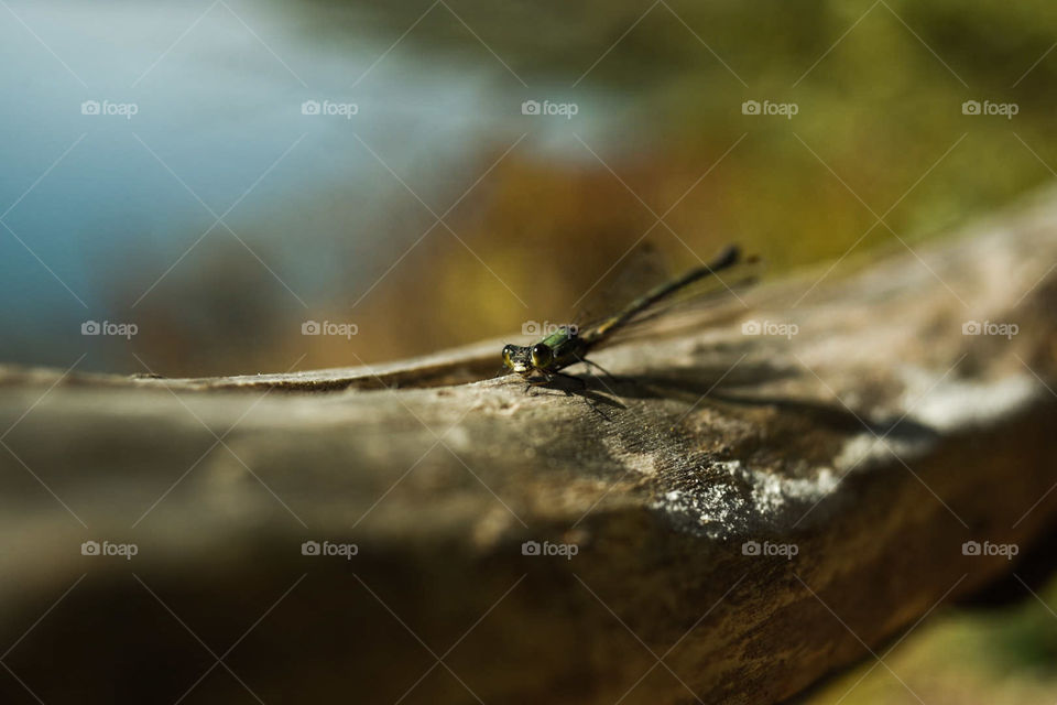 Dragonfly