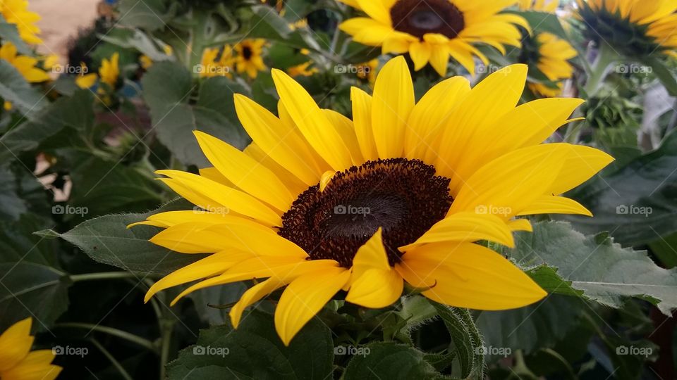 sunflower