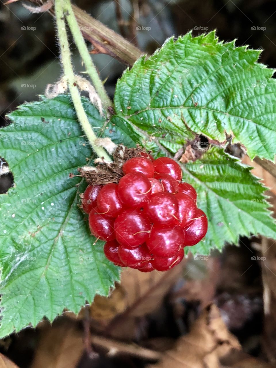 Red Blackberry Berry Fruit Vine