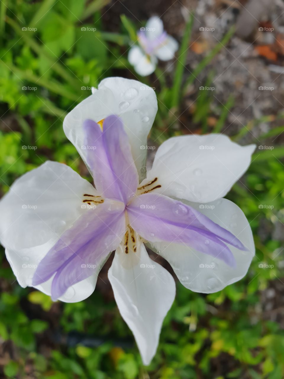 small white vilot flower