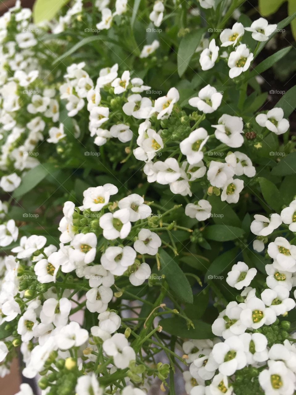 Close-up of white flower