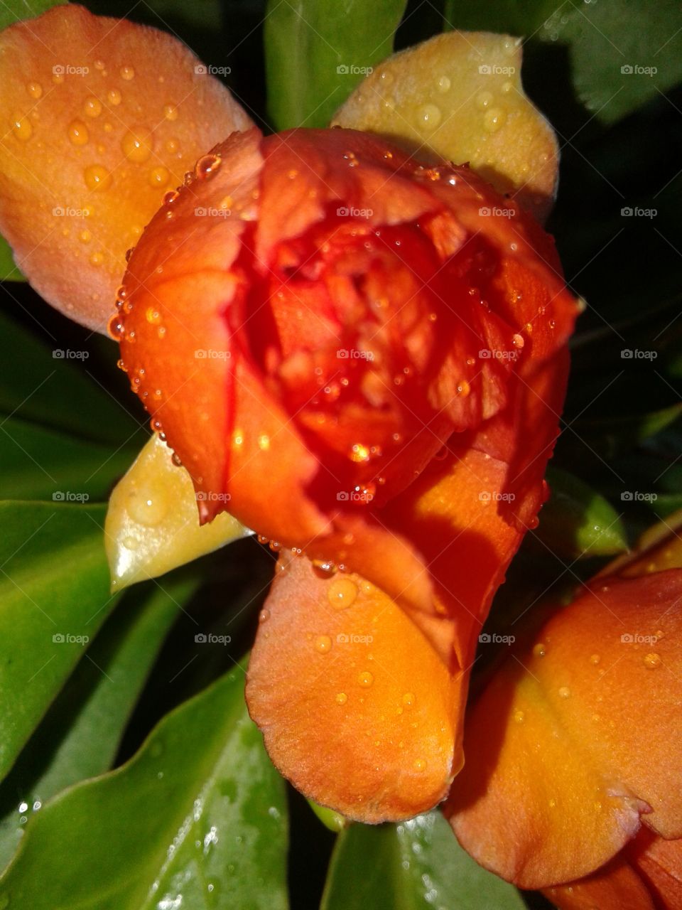 clos up flower with full of water drops after the rain