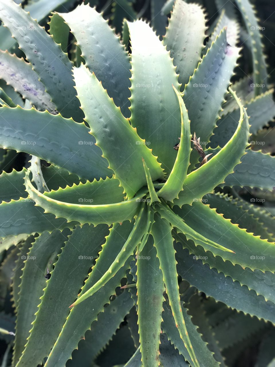 The thick and almost spider-like leaves of a succulent sprawled backwards from the center, capture the sun’s rays. 