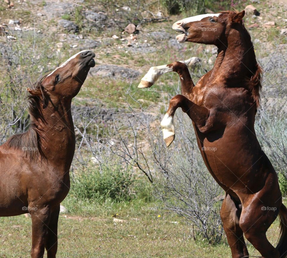 A Challenge Between Wild Horses
