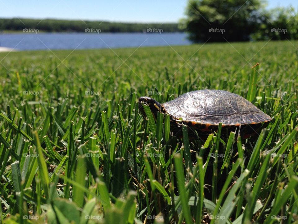 The Yooper Turtle