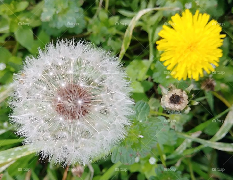 Dandelion