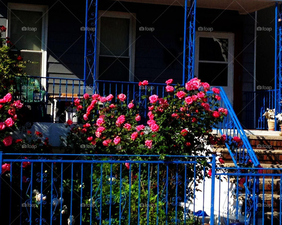 garden blue house ny by vincentm