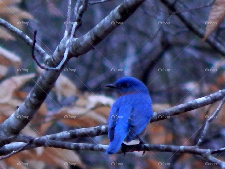blue bird on a branch in the winter