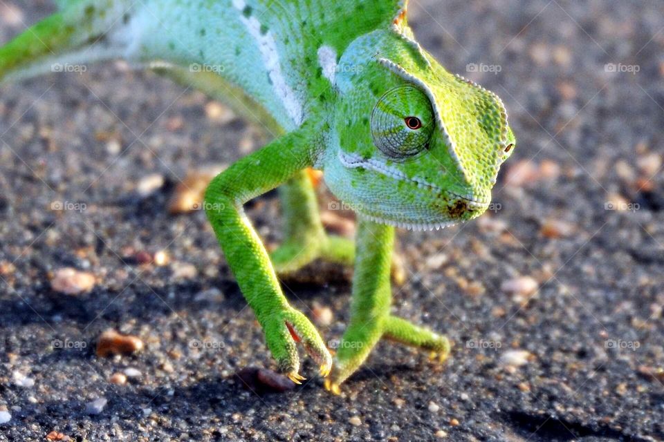 cameleon