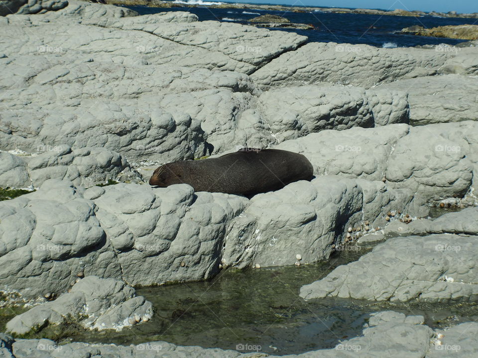 Fur Seal bathing on a rock, Kaikoura, NZ