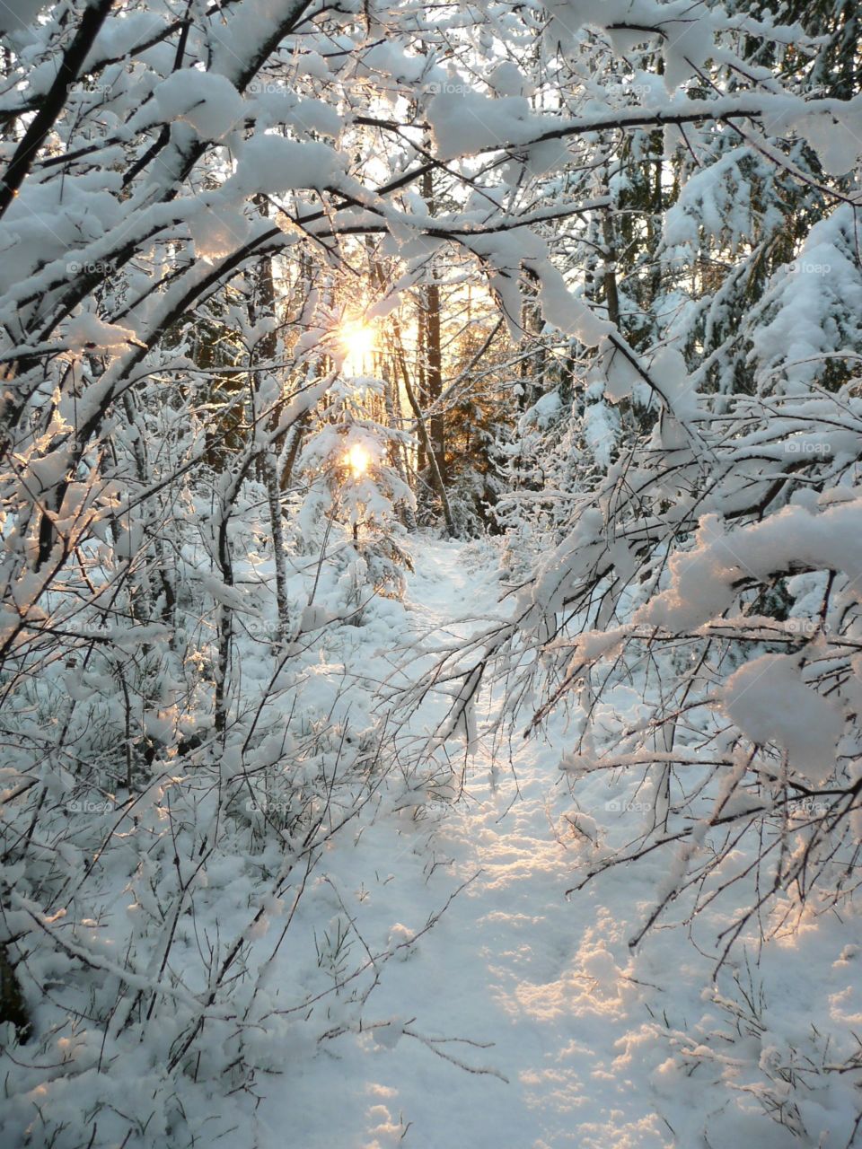 Sunlight through snowy tree branches