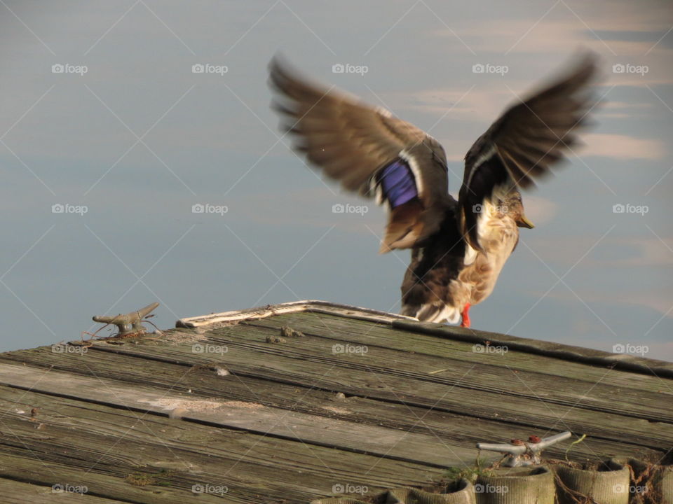 Duck takes off from a dock