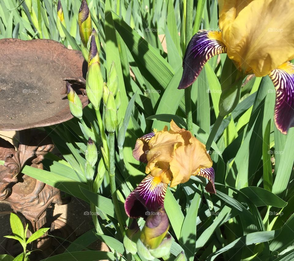 Purple and yellow garden iris 
