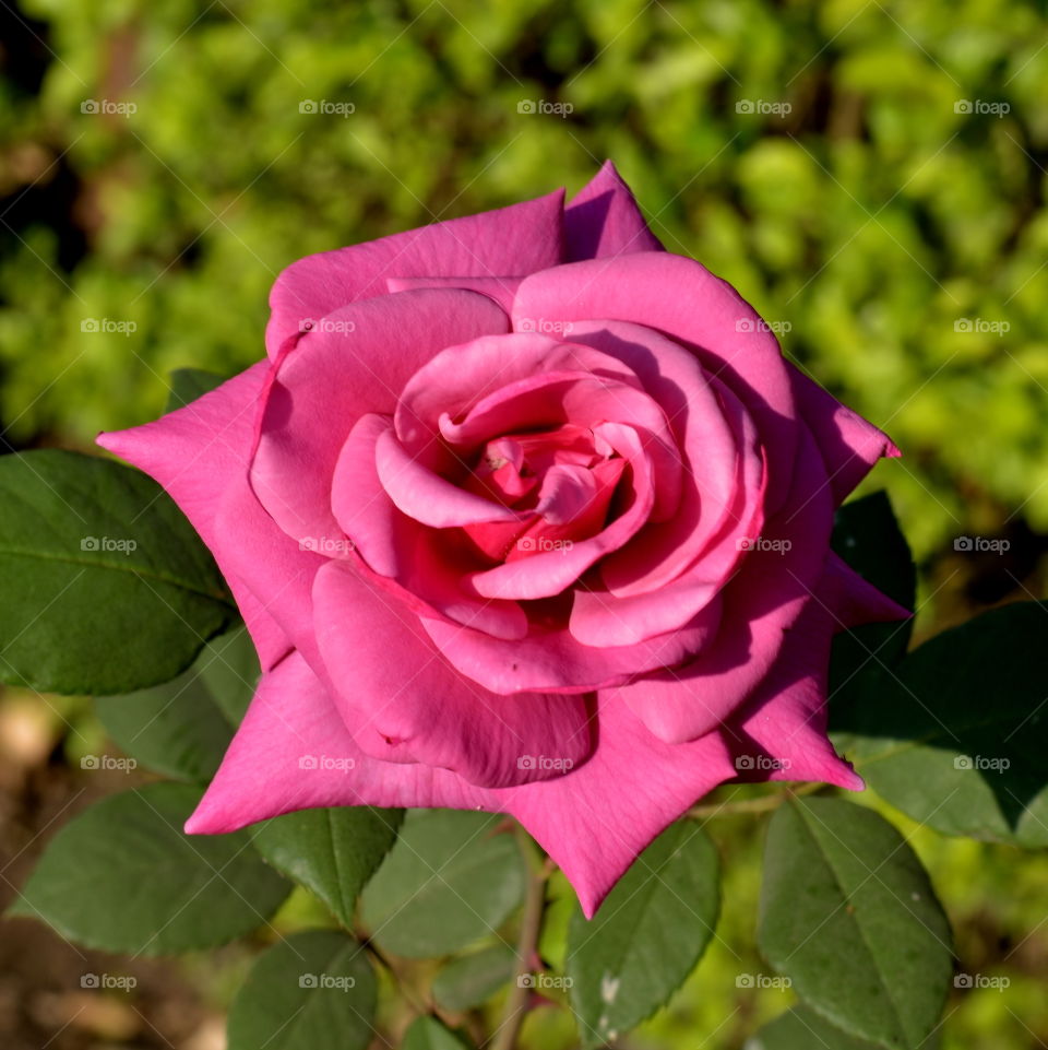 A beautiful Rose