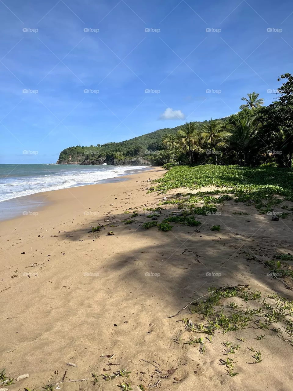 Wild Caribbean beach 