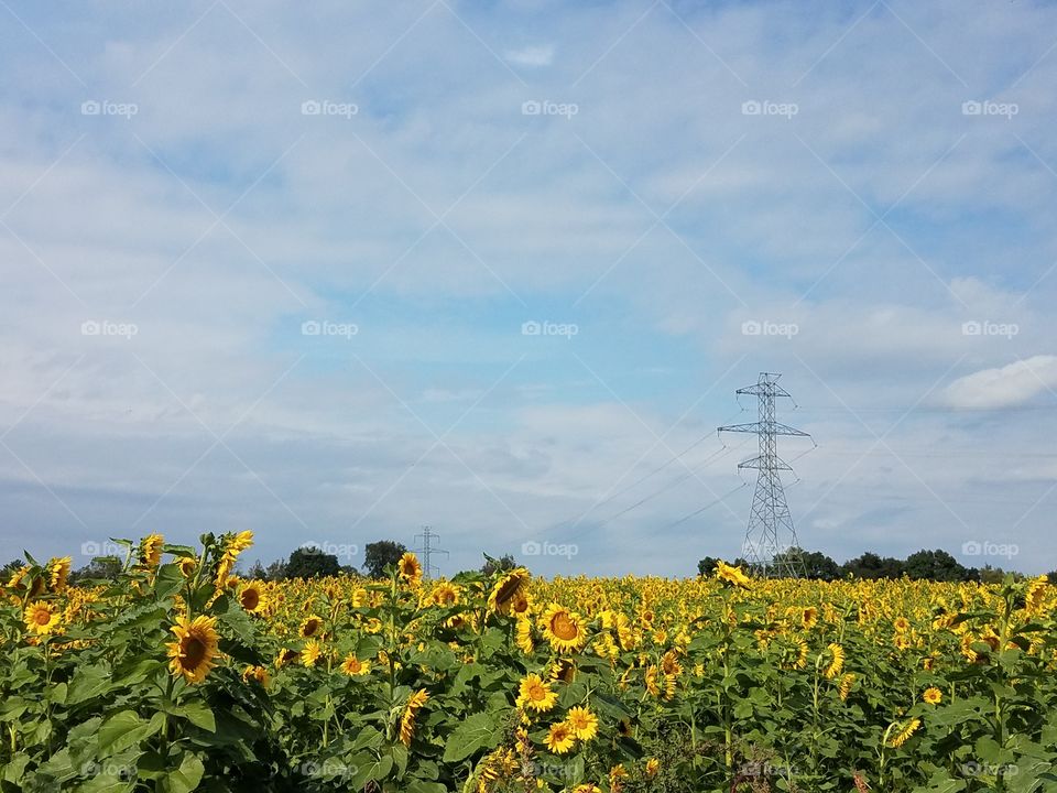 sunflowers