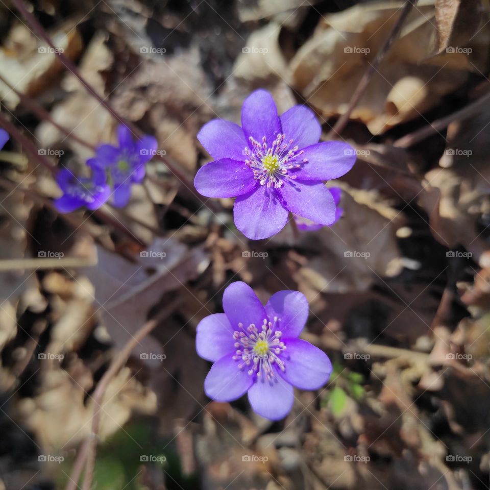 first spring flowers