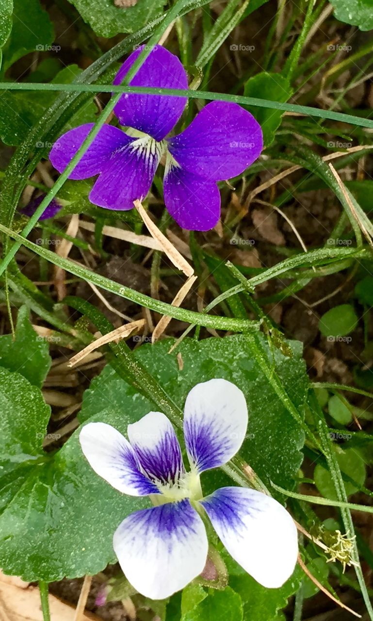 Vibrant violets