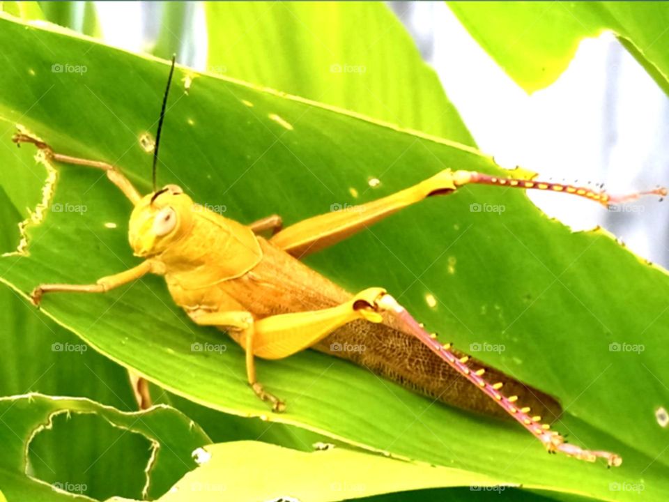 grasshopper