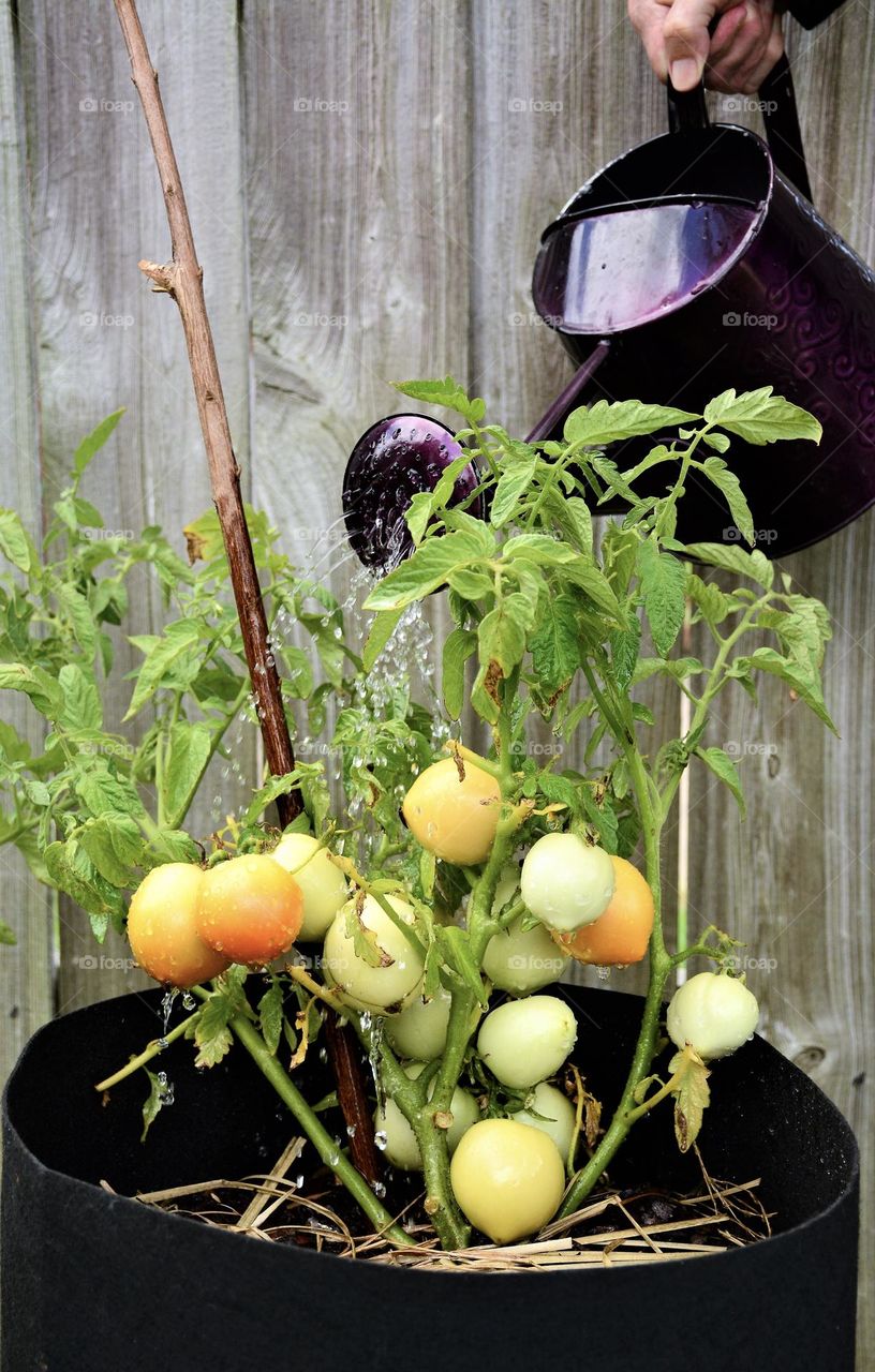 Growing Tomatoes
