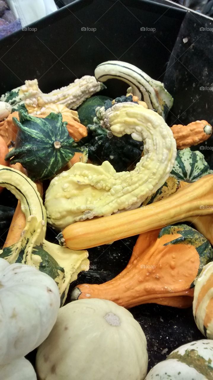 Colorful Gourds. NYC Store