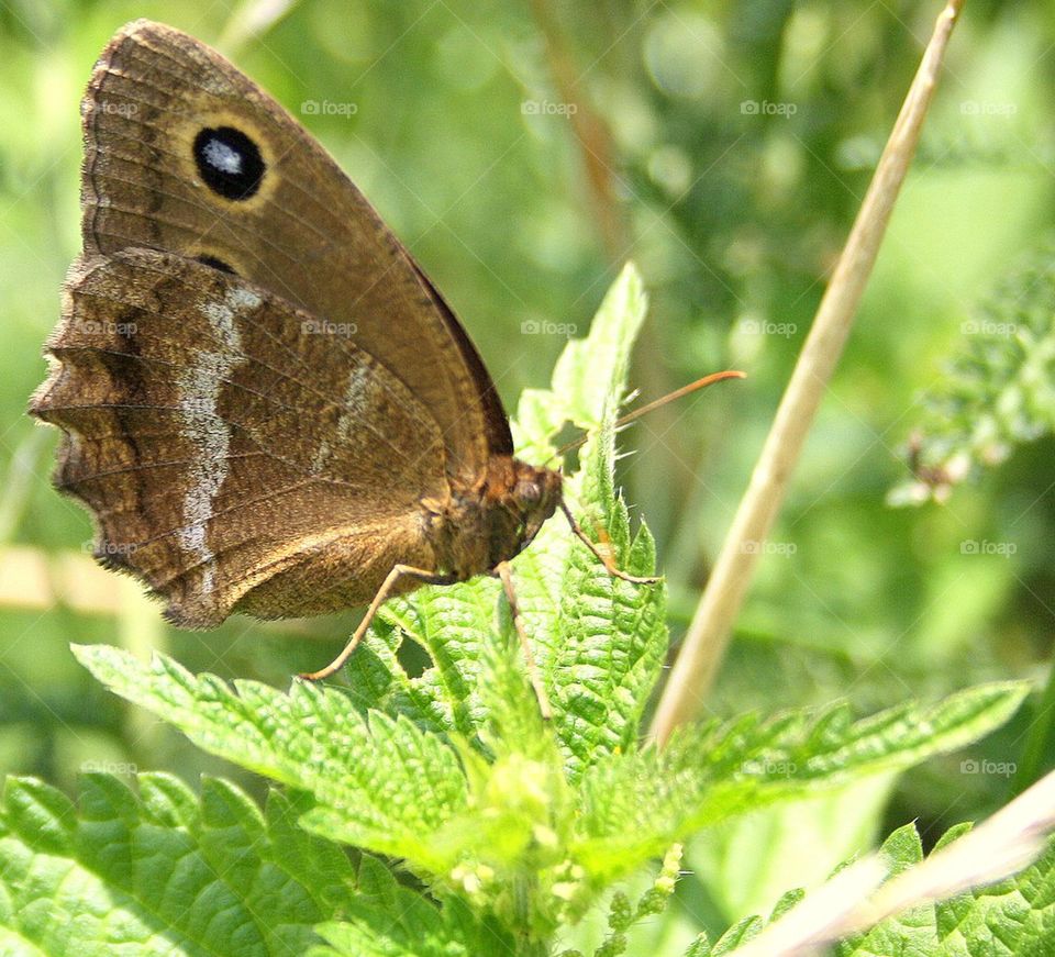 Butterfly on a flower