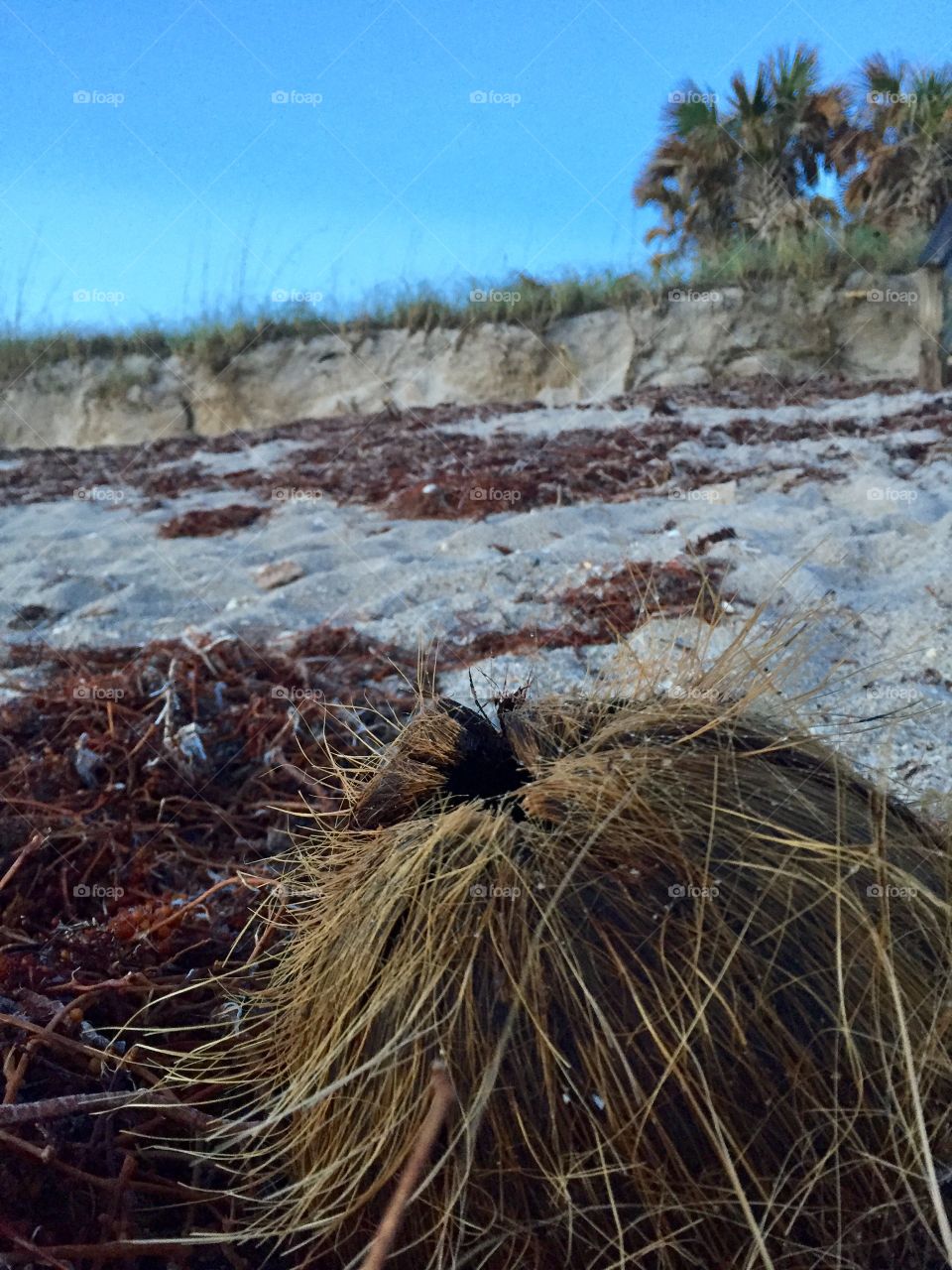 Coconut. Seaweed. Texture. Fuzzy. Hairy. Beach. Erosion. Beach. Dunes. 