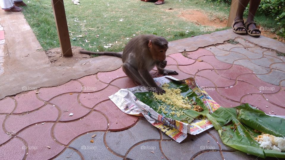 food eating monkey