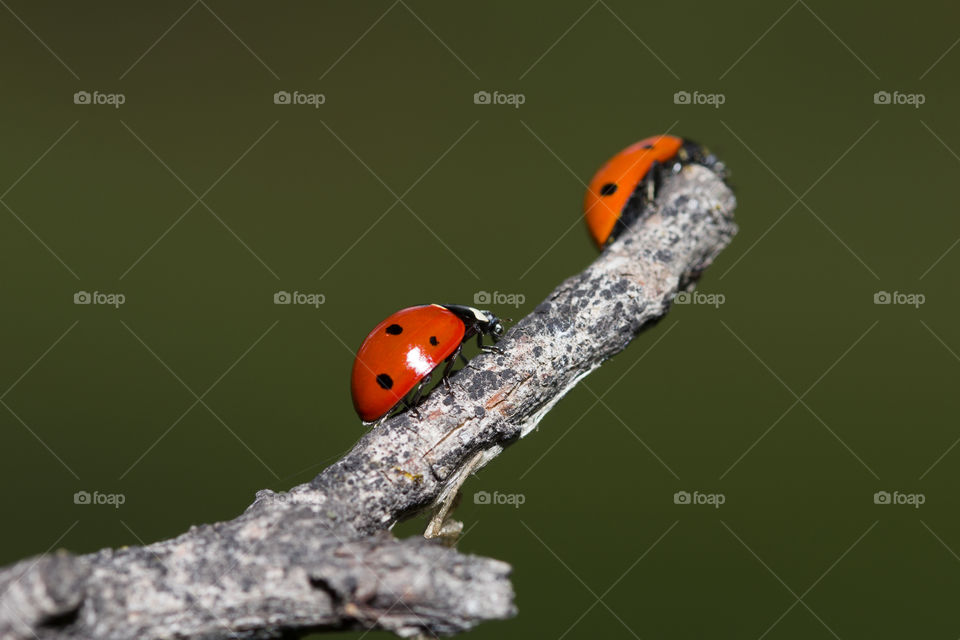 two ladybugs on a tree branch.  the general miracle of nature is life! little living creature  around us.  wonderful nature concept