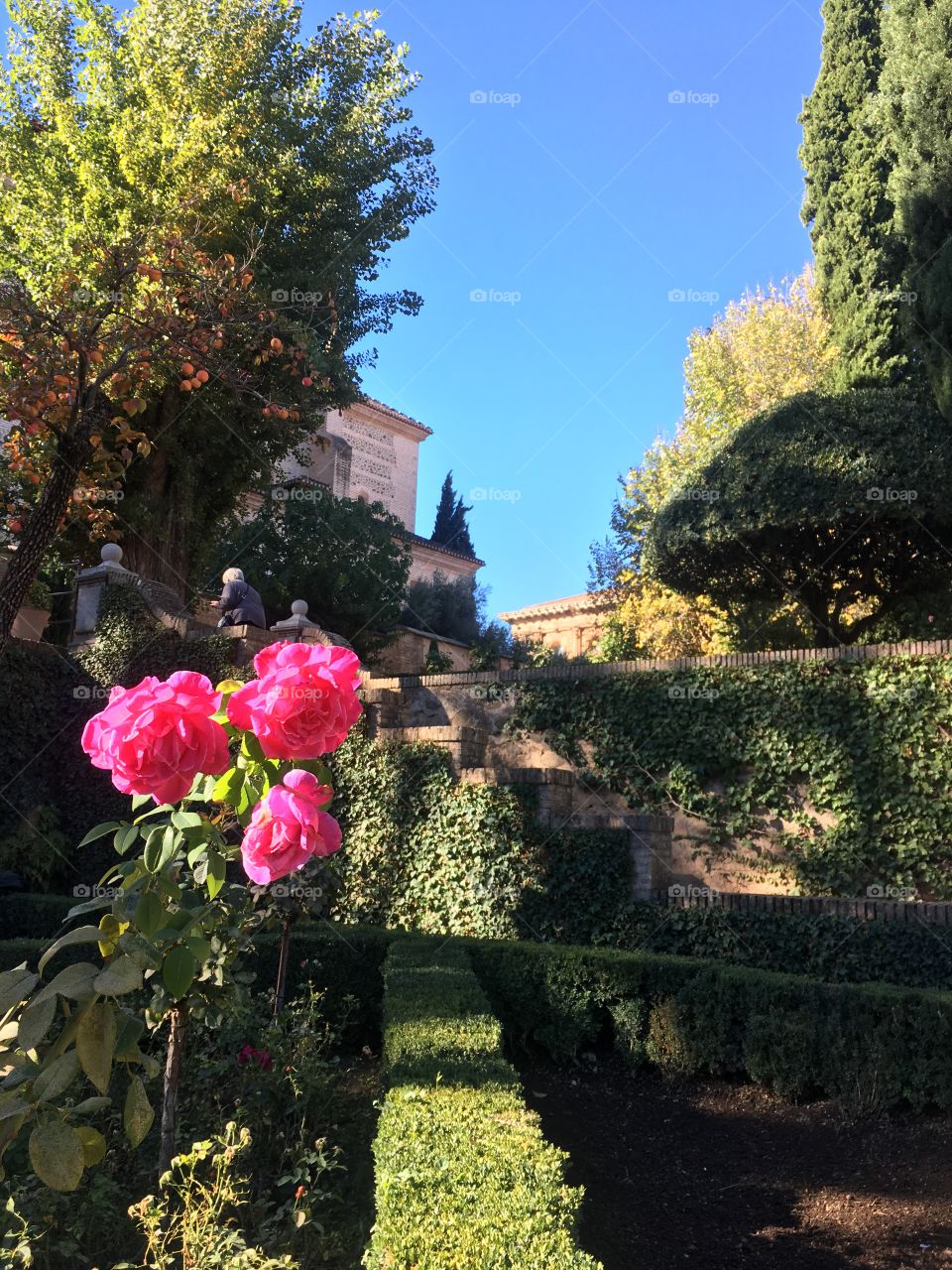 Three fuchsia roses in a Spanish garden  