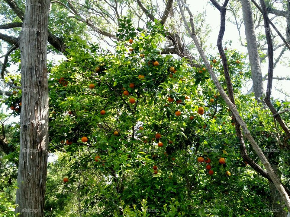 Wild Orange Tree