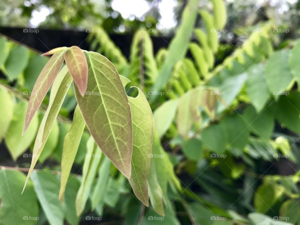 Outdoor green goose berry tree - Sri Lanka