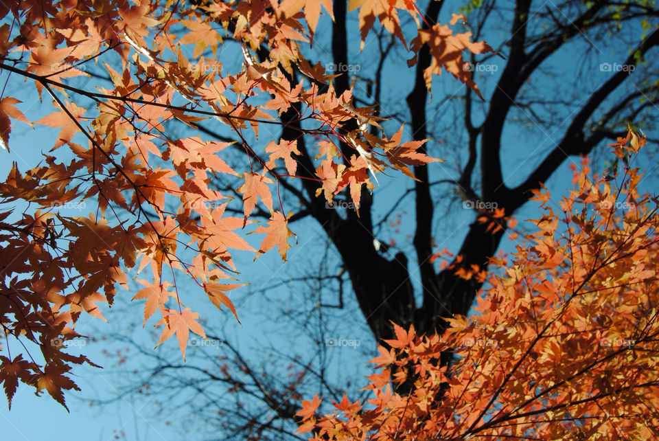 tree orange sun leaves by kiwi0685
