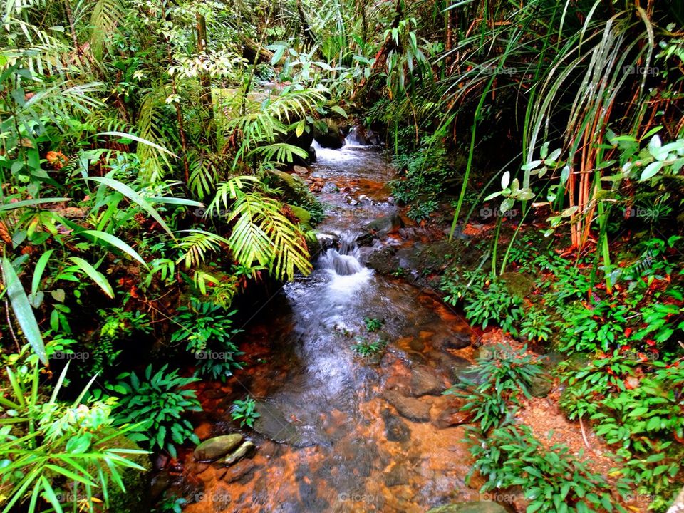 Rainforest beauty