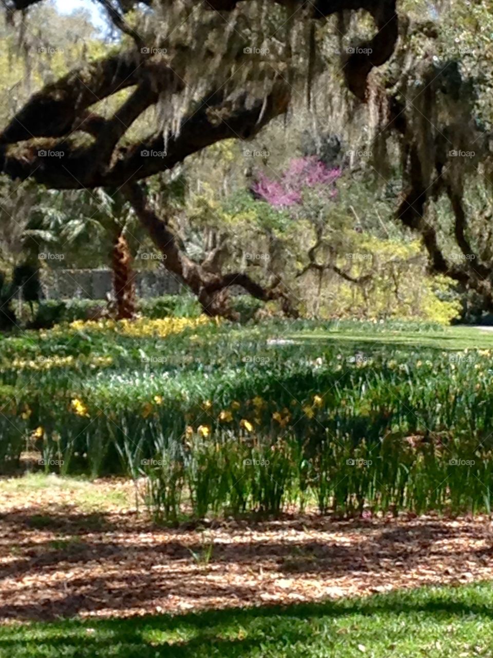 Daffodils in springtime under oak trees with Spanish miss