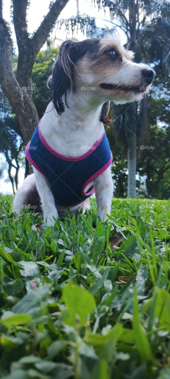MY PET