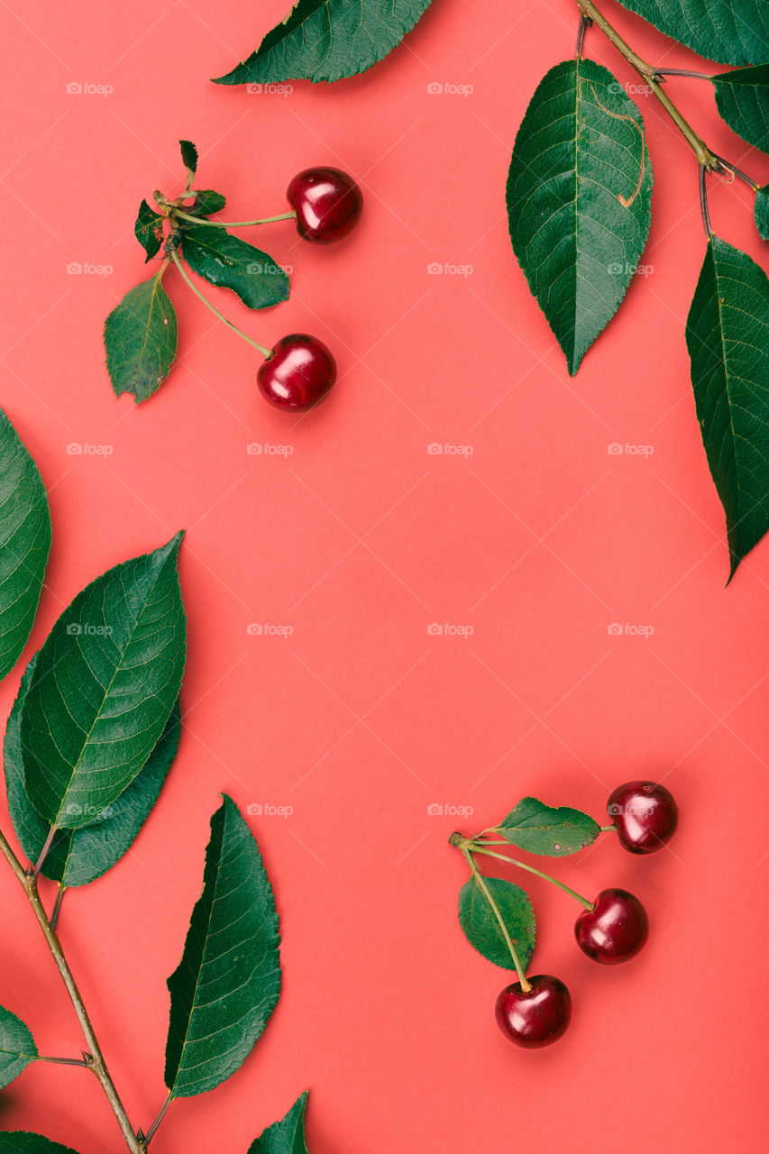 Leaves, berries of cherry tree on red background. Minimal style. Copy space room for text