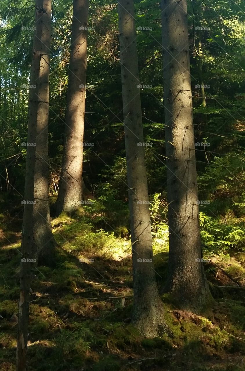 Sunlight and shadows in a forest in Sweden