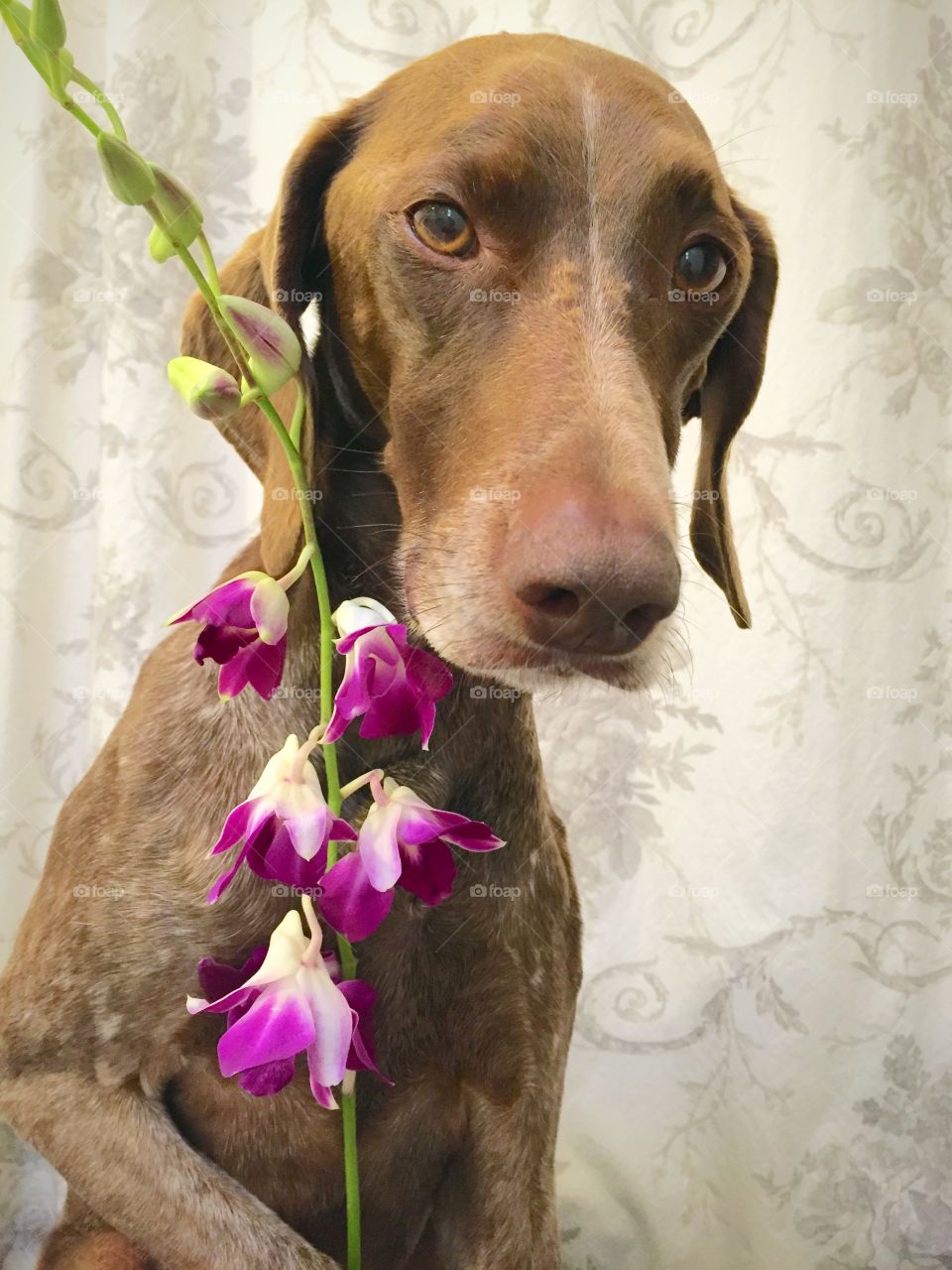 Portrait of dog with flower