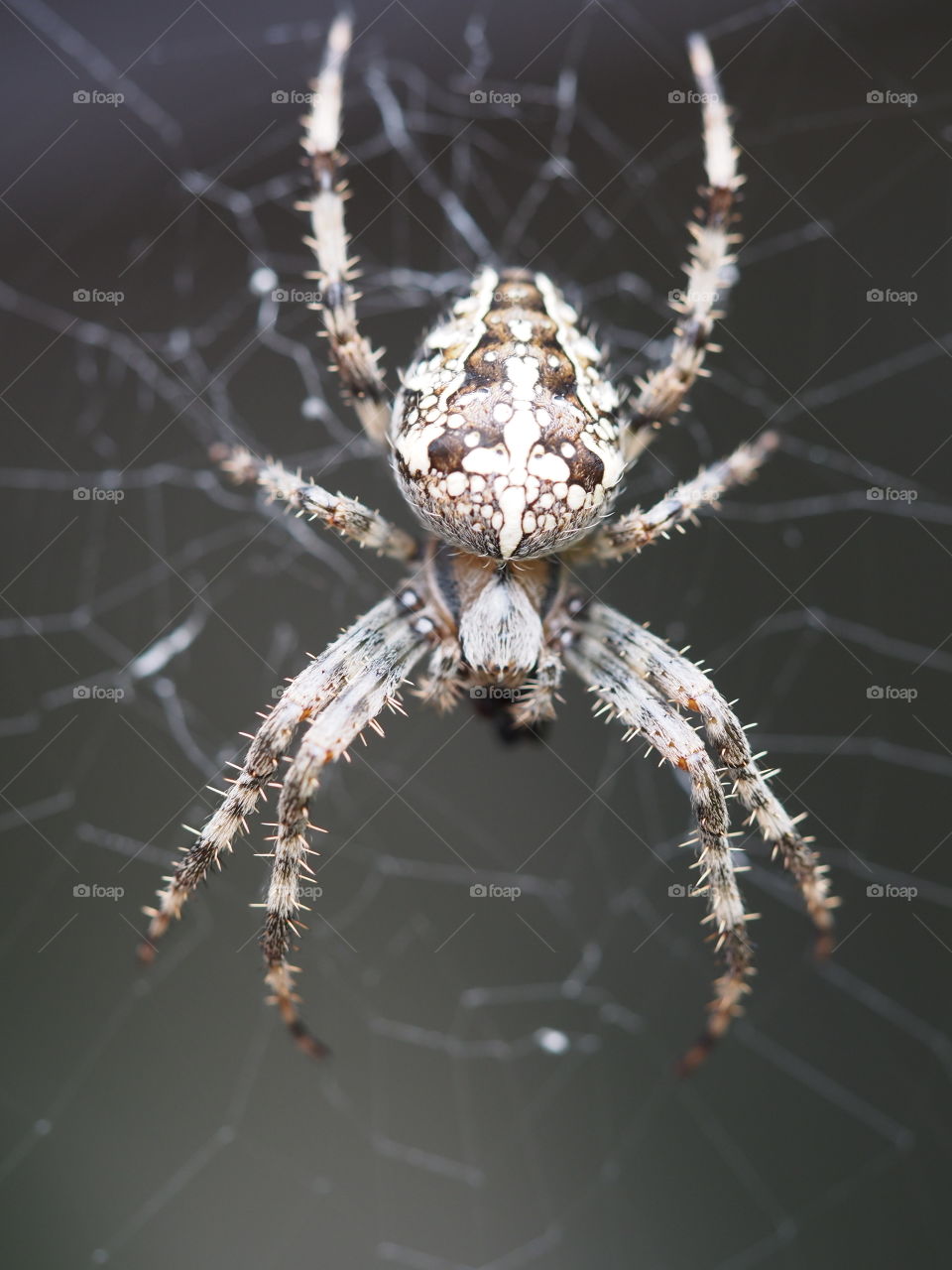 cross spider. big cross spider spotted in my garden