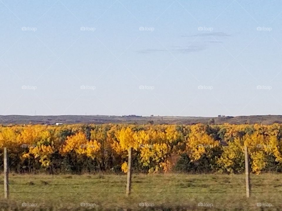 Fall, Vineyard, Landscape, Tree, No Person